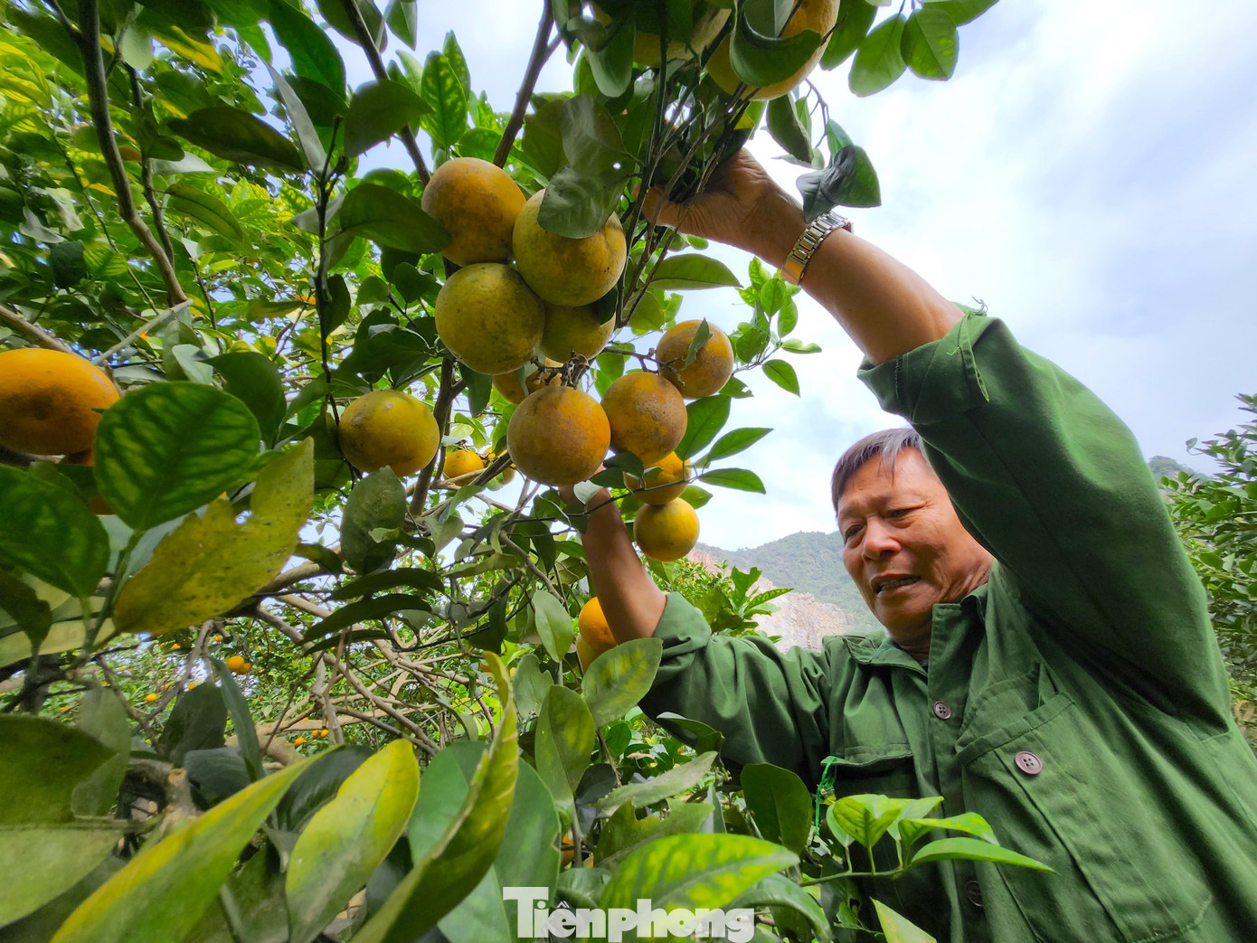 Ông Biên chia sẻ, năm nay vườn cam cho thu hoạch tốt, sản lượng cao, chất lượng ngon. Ngoài nhờ thời tiết mưa thuận gió hòa còn nhờ những chế phẩm sinh học do ông Biên tự mày mò, chế tạo ra.