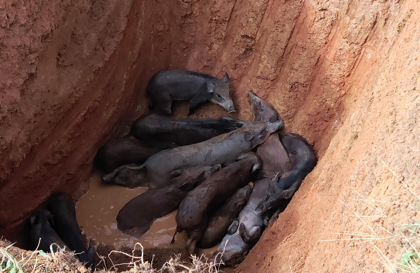 Nhiều đàn lợn ở Nghệ An mắc dịch tả lợn Châu Phi buộc phải tiêu hủy theo quy định.