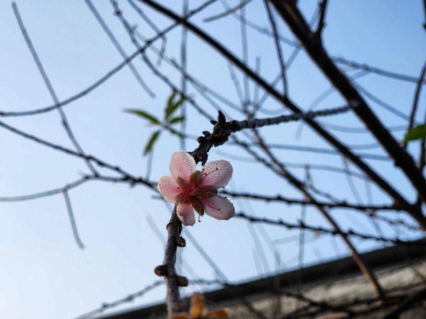 Những giọt sương mai đọng lại trên cành cây hoa đào tạo nên vẻ đẹp lãng mạn thời khắc giao mùa. Những giọt sương mai đọng lại trên cành cây hoa đào tạo nên vẻ đẹp lãng mạn thời khắc giao mùa.
