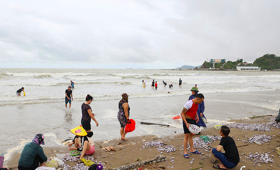 Người dân vui mừng ra bờ biển nhặt "lộc" về. Người dân vui mừng ra bờ biển nhặt "lộc" về.