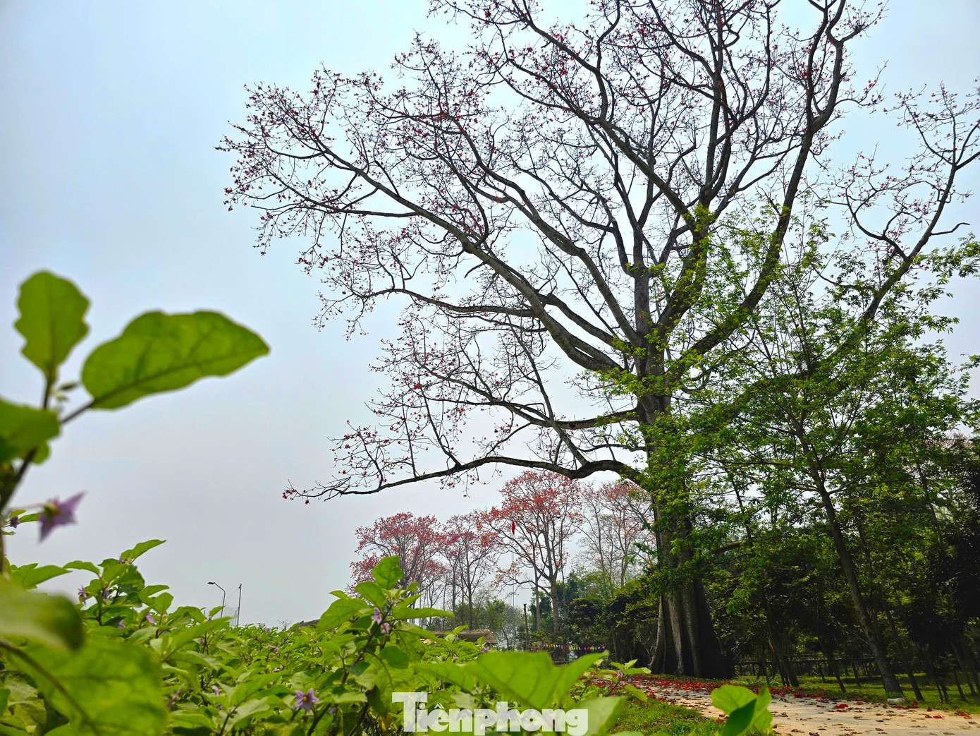 Toàn xã có trên 300 cây hoa gạo. Trong đó hàng chục cây cổ thụ có tuổi đời từ 50-100 năm tuổi mọc tự nhiên trên con đường làng dẫn vào trung tâm xã.