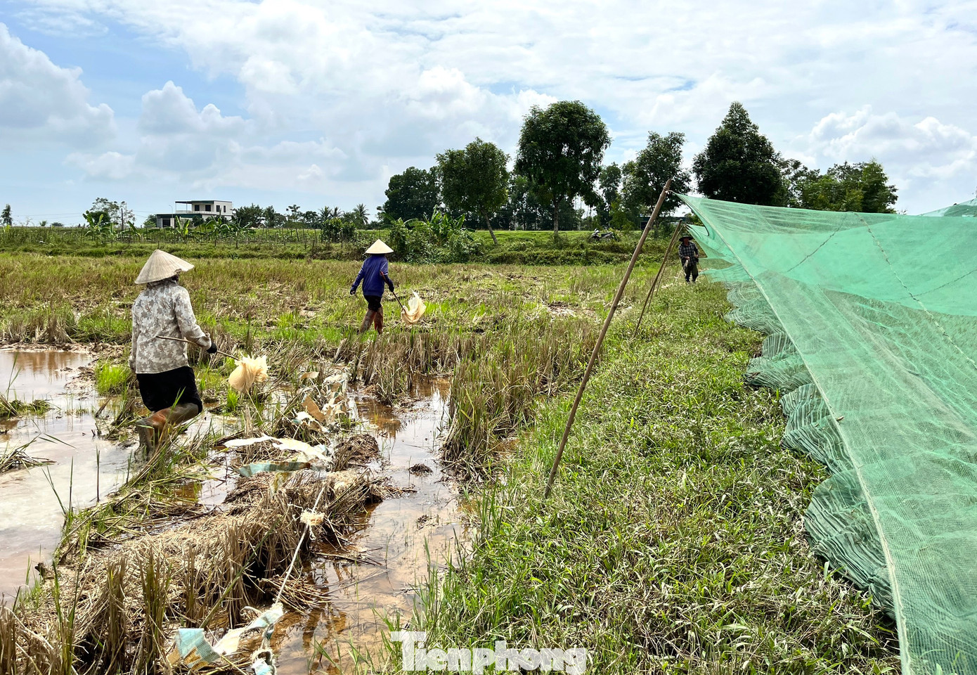 Công việc tuy không nhọc nhưng phải hoạt động theo nhóm giữa đồng nắng nóng.