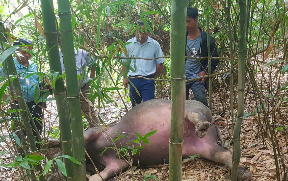 Hiện cơ quan chức năng đang tìm nguyên nhân và phương pháp điều trị, ngăn chặn dịch bệnh. Hiện cơ quan chức năng đang tìm nguyên nhân và phương pháp điều trị, ngăn chặn dịch bệnh.