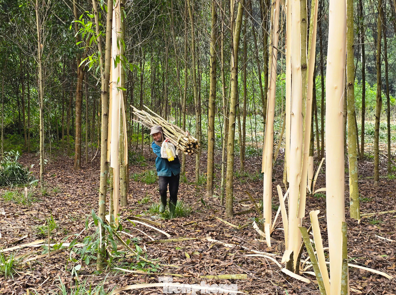 "Mình tích góp từng bó rồi bán cho người dân cũng kiếm được thêm vài chục nghìn đồng. Góp nhặt được đồng nào hay đồng đó", bà Trần Thị Ngọc (47 tuổi) chia sẻ.