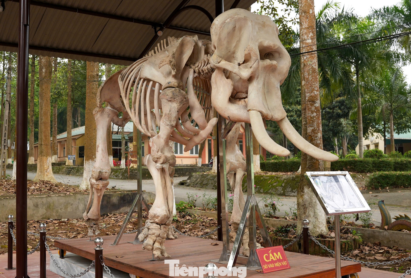 Ông Lê Anh Tuấn - Giám đốc Vườn quốc gia Pù Mát cho biết, đầu năm 2024, cơ quan chức năng phát hiện một cặp voi rừng trên 60 năm tuổi, nặng 3 tấn chết do già yếu trên địa bàn huyện Con Cuông. Đây là 2 trong số hơn 10 con voi hoang dã được ghi nhận sống trong các khu rừng tự nhiên ở Nghệ An. Ông Lê Anh Tuấn - Giám đốc Vườn quốc gia Pù Mát cho biết, đầu năm 2024, cơ quan chức năng phát hiện một cặp voi rừng trên 60 năm tuổi, nặng 3 tấn chết do già yếu trên địa bàn huyện Con Cuông. Đây là 2 trong số hơn 10 con voi hoang dã được ghi nhận sống trong các khu rừng tự nhiên ở Nghệ An.