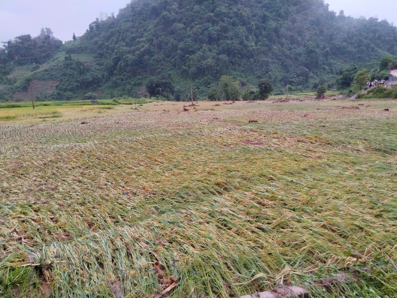 Trước đó, ngày 30/5 tại xã Nhôn Mai (huyện Tương Dương, tỉnh Nghệ An) đã xảy ra trận lũ quét khiến người dân trên địa bàn xã bị thiệt hại nặng nề, hàng chục ngôi nhà bị hư hỏng, nhiều tài sản bị lũ cuốn trôi. Ngoài ra, hàng chục ha lúa của người dân chưa kịp thu hoạch đã bị đất đá vùi lấp. Trước đó, ngày 30/5 tại xã Nhôn Mai (huyện Tương Dương, tỉnh Nghệ An) đã xảy ra trận lũ quét khiến người dân trên địa bàn xã bị thiệt hại nặng nề, hàng chục ngôi nhà bị hư hỏng, nhiều tài sản bị lũ cuốn trôi. Ngoài ra, hàng chục ha lúa của người dân chưa kịp thu hoạch đã bị đất đá vùi lấp.