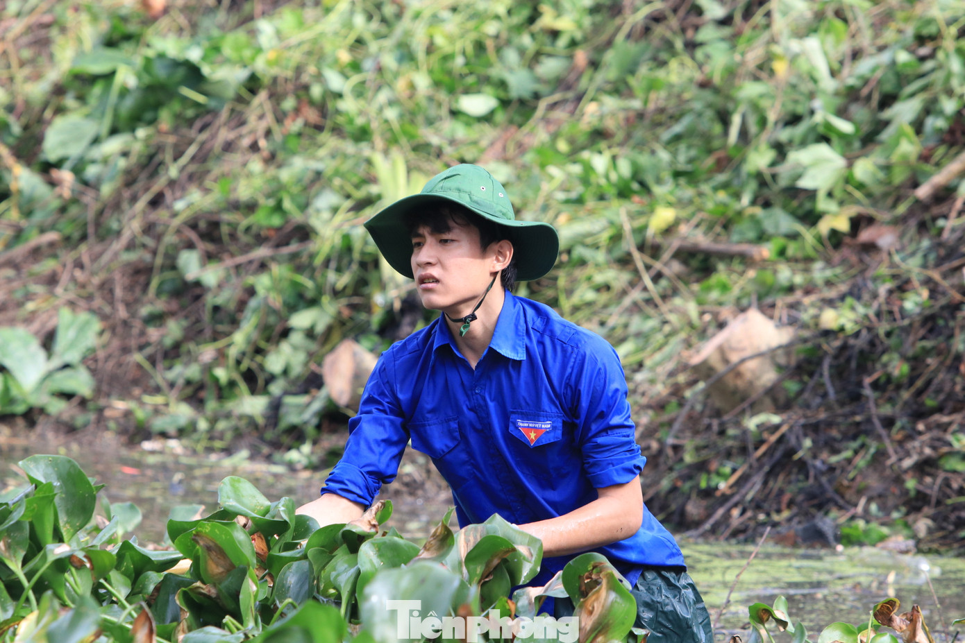 Lượng bèo lục bình dày đặc khiến việc vệ sinh dòng khe gặp nhiều khó khăn.