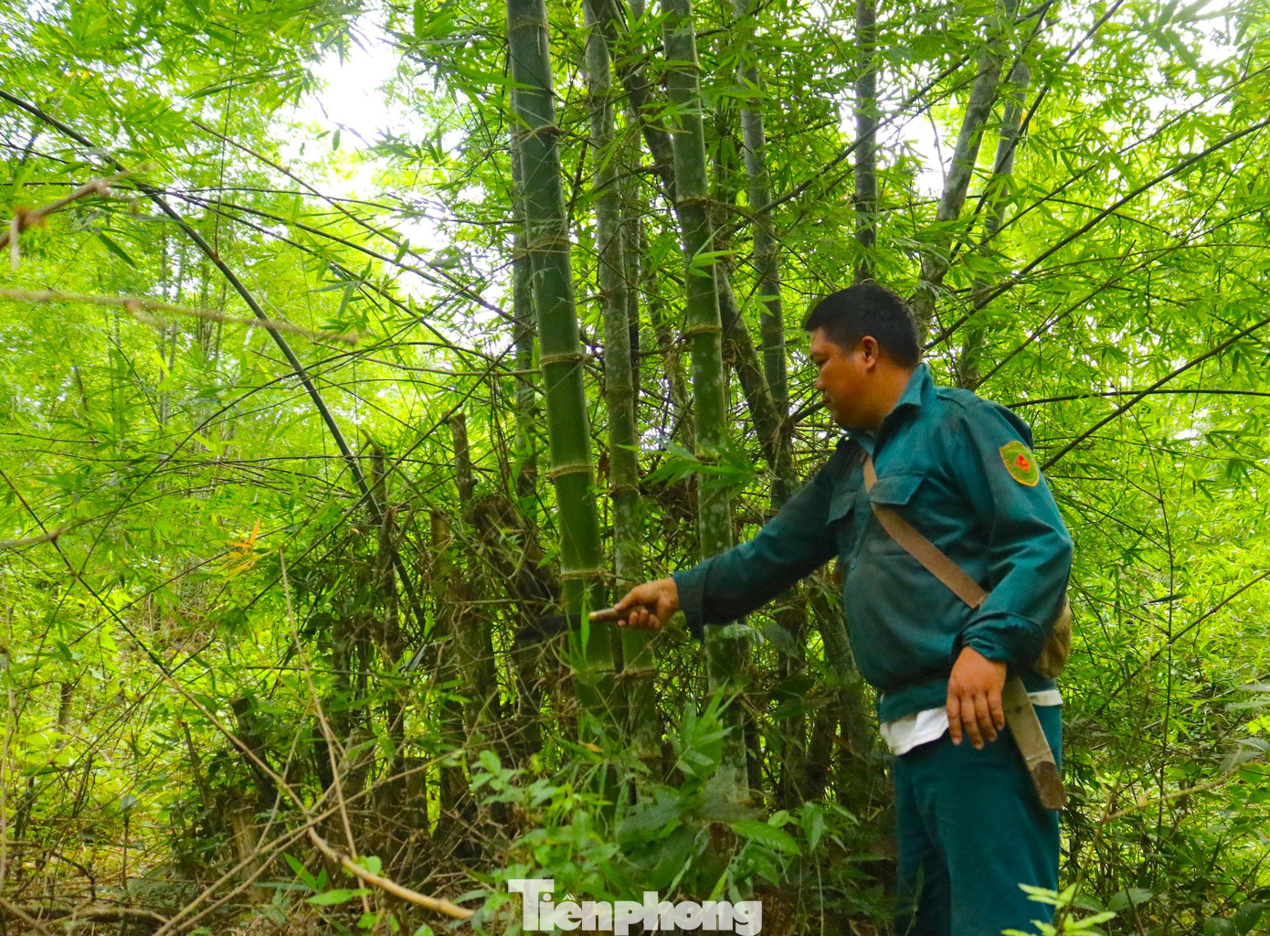 Đây là một trong những loại cây chủ lực, giúp người dân địa phương vươn lên thoát nghèo.