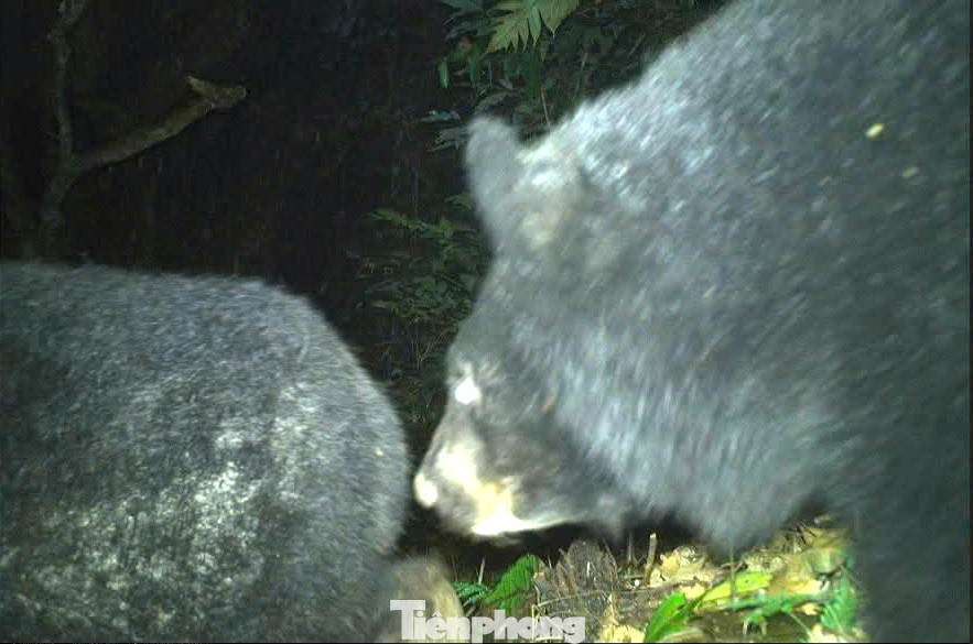Loài Gấu ngựa (Ursus thibetanus) là loài động vật hoang dã nguy cấp cũng được phát hiện. Loài Gấu ngựa (Ursus thibetanus) là loài động vật hoang dã nguy cấp cũng được phát hiện.