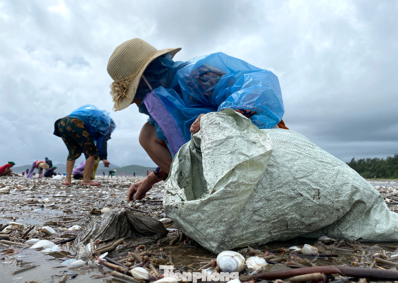 Nhiều người mang theo cả bao tải để đi nhặt.