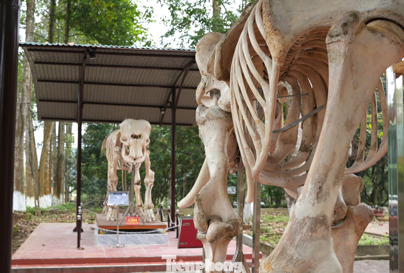 Không chỉ nổi bật với sự đa dạng sinh học, Vườn quốc gia Pù Mát còn gây ấn tượng bởi 2 bộ xương voi thật được phục dựng, trưng bày trong khuôn viên vườn. Không chỉ nổi bật với sự đa dạng sinh học, Vườn quốc gia Pù Mát còn gây ấn tượng bởi 2 bộ xương voi thật được phục dựng, trưng bày trong khuôn viên vườn.