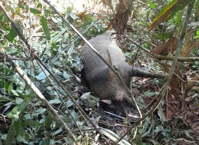 Chỉ trong một thời gian ngắn, lực lượng chức năng đã phát hiện có 29 cá thể lợn rừng chết trong Vườn quốc gia Pù Mát. Chỉ trong một thời gian ngắn, lực lượng chức năng đã phát hiện có 29 cá thể lợn rừng chết trong Vườn quốc gia Pù Mát.