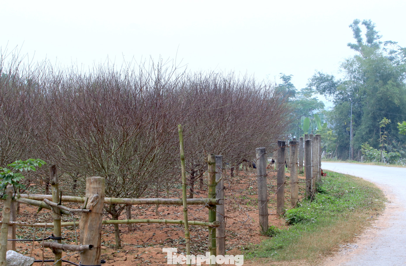 Trước đây người dân làng Kim Thành chỉ trồng cây đào chơi tết. Tuy nhiên, khi cây đào đẹp và được ưa chuộng trên thị trường, người dân mở rộng diện tích trồng để bán. Nhiều hộ dân chọn cây đào làm cây chủ lực cho kinh tế của gia đình.