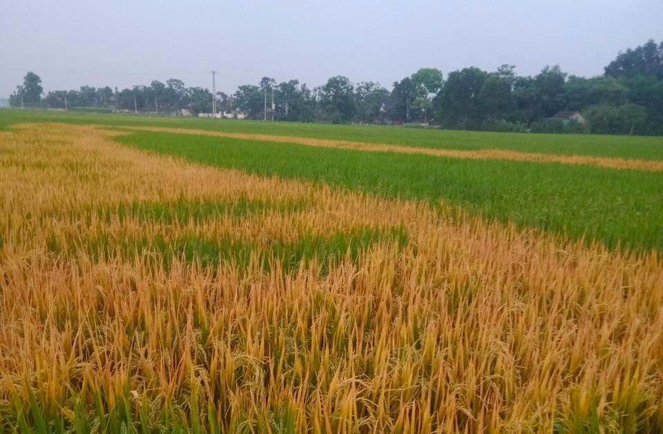 Khu vực cây lúa chết ước tính rộng khoảng 500m2.