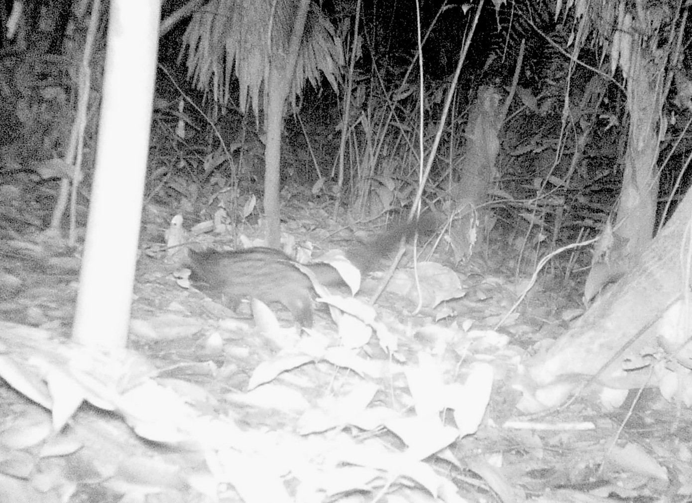 Nhiều loài động vật được ghi nhận vào ban đêm. Nhiều loài động vật được ghi nhận vào ban đêm.