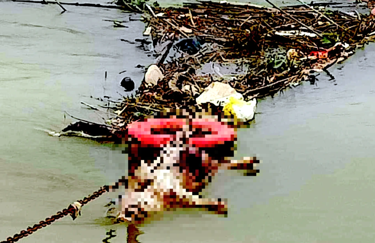 Xác lợn chết vứt đầy sông Đào đoạn qua huyện Yên Thành (Nghệ An) gây ô nhiễm môi trường.