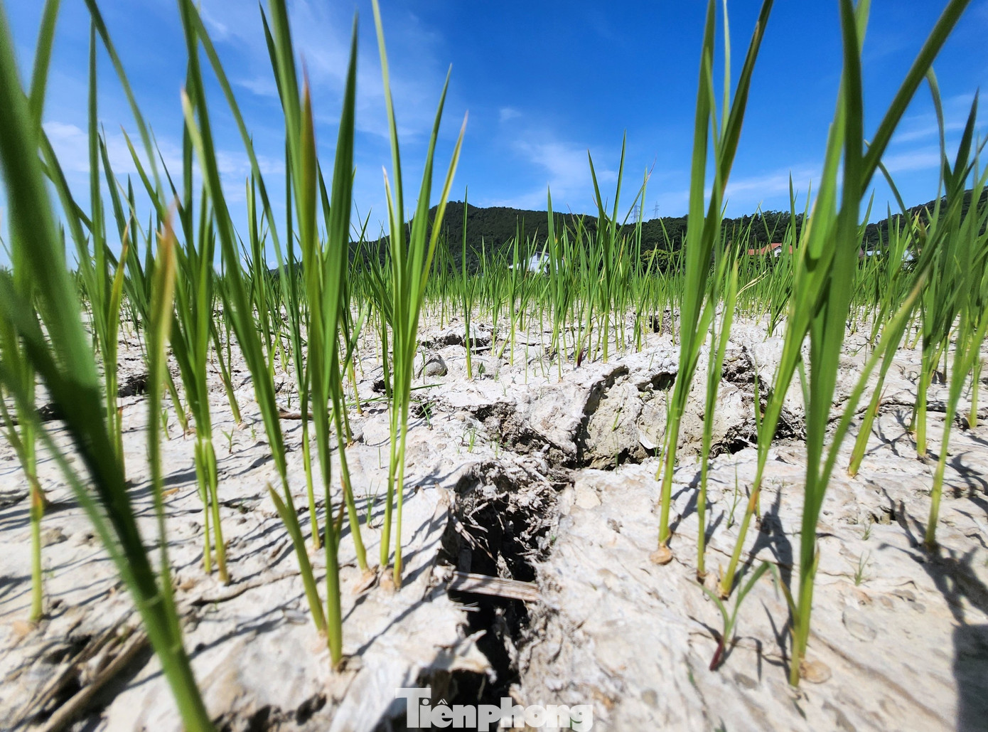 "Mấy hôm nay thời tiết nắng nóng, nước không có để tưới. Trạm bơm thỉnh thoảng mới có nước để bơm nhưng cũng không đủ. Tình trạng này kéo dài ít hôm nữa thì ruộng lúa của nhà tôi năm nay sẽ mất mùa", anh Trần Văn Thi (trú xã Hưng Tây, huyện Hưng Nguyên, Nghệ An) cho hay. Vụ hè thu năm nay, gia đình anh Thi trồng 3 sào lúa. Dù lo mất mùa nhưng anh Thi cũng không biết tìm cách nào để dẫn nước tưới cho ruộng vì gần đó không có nguồn nước.