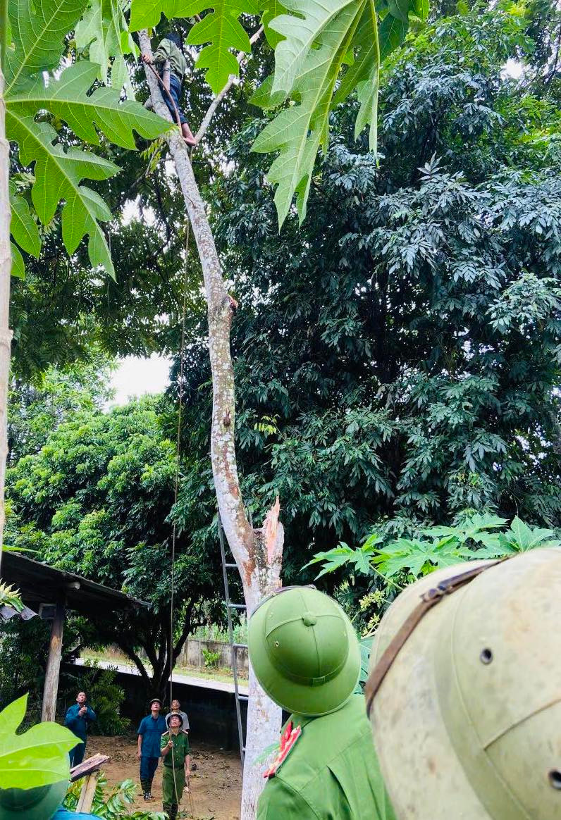 Để ứng phó với cơn bão số 3, đoàn viên thanh niên huyện Quỳ Châu đã chủ động phối hợp với lực lượng chức năng chặt những cây xanh có nguy cơ gãy đổ vào nhà dân để đảm bảo an toàn trước, trong và sau bão.