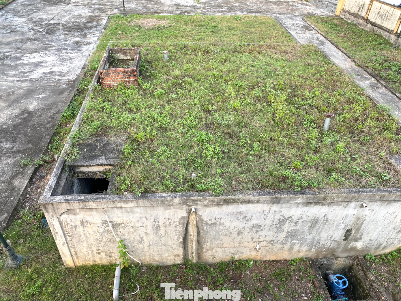 Cỏ mọc um tùm trên bể chứa nước bên trong nhà máy.