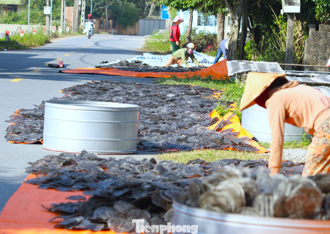 Không chỉ phơi giàn, mặt đường làng nơi có ít người qua lại cũng được các cơ sở tận dụng trải bạt để phơi bánh. Không chỉ phơi giàn, mặt đường làng nơi có ít người qua lại cũng được các cơ sở tận dụng trải bạt để phơi bánh.