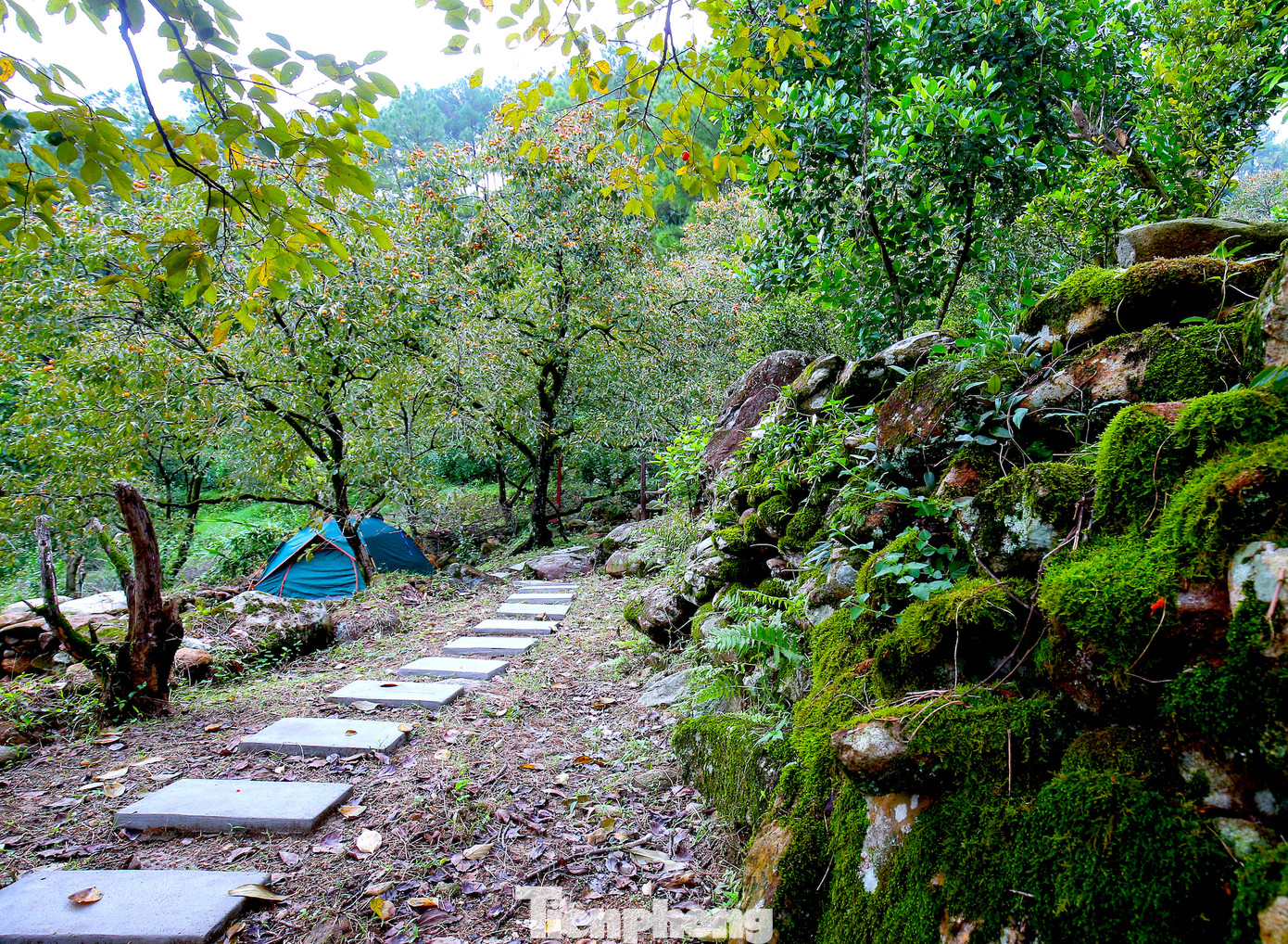 Khung cảnh thiên nhiên hoang sơ khiến vườn hồng hút du khách.