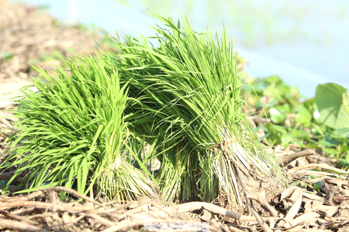 Trước khi cấy, chủ ruộng sẽ nhổ mạ (lúa non) rồi đưa đến cho người làm thuê cấy. Hoặc các chủ ruộng sẽ gieo mạ ngay trên khu vực ruộng cấy để tiện nhổ và cấy.