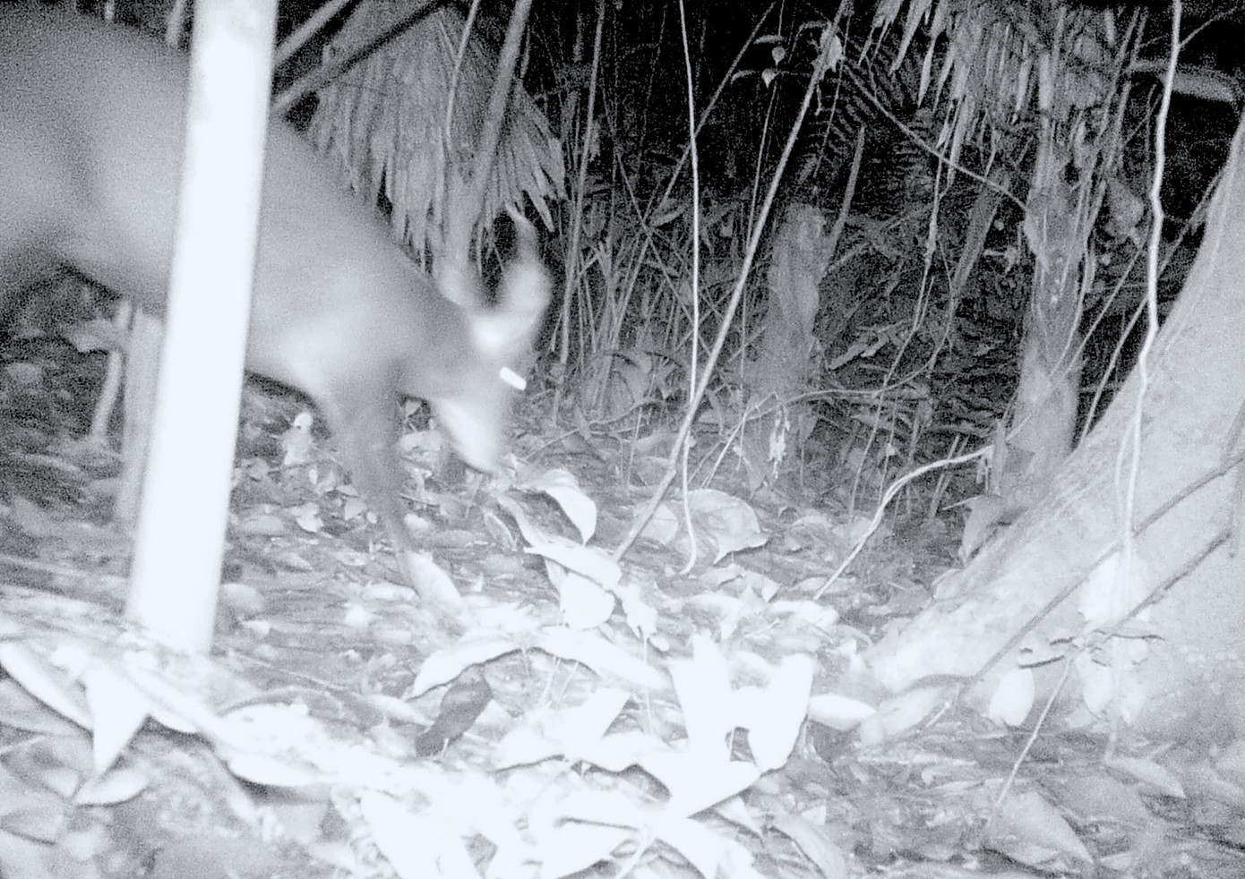 Nhiều loài động vật được ghi nhận vào ban đêm. Nhiều loài động vật được ghi nhận vào ban đêm.