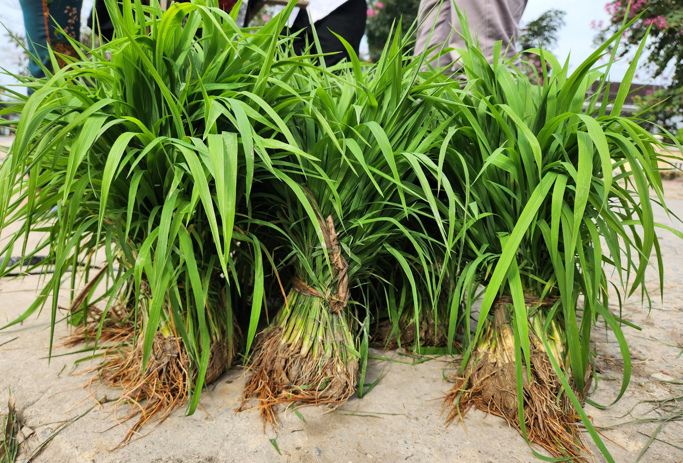 Bó mạ được người dân đặt ngay ngắn trên vỉa hè để người mua đến lựa chọn. Giá mạ cũng được người mua người bán tự thỏa thuận với nhau tùy vào độ lớn nhỏ của cây mạ, giống lúa.