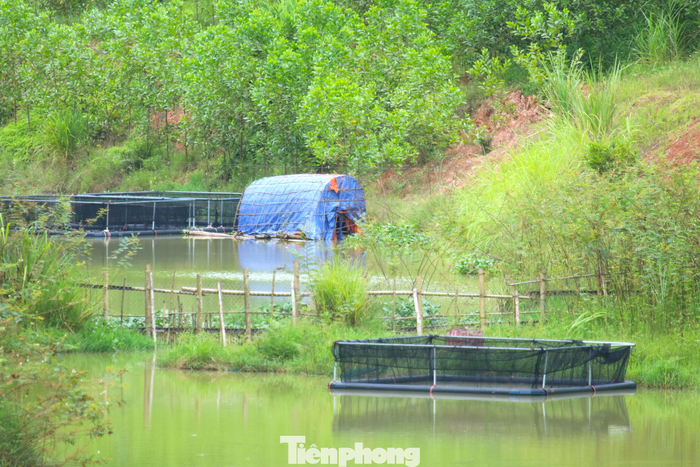 Toàn tuyến kênh gần như khô cạn, hai bên cỏ dại mọc um tùm. Một số điểm có nước đọng, người dân chặn dòng thành nhiều điểm để nuôi cá ngay trong lòng kênh.