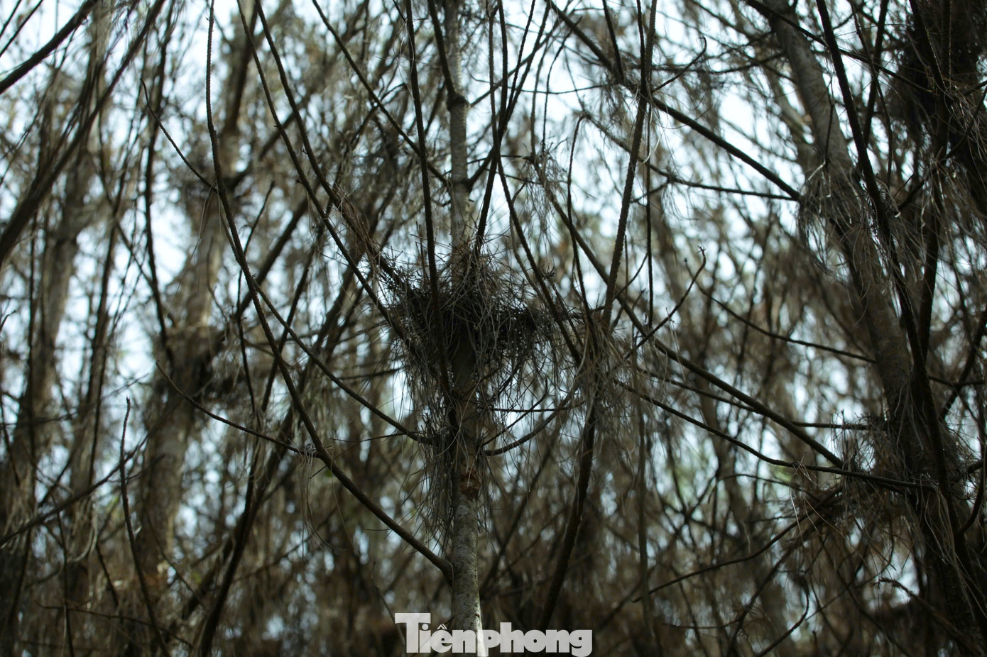 Lá cây thông bị sâu ăn rụng, vàng khô trên các cành cây.