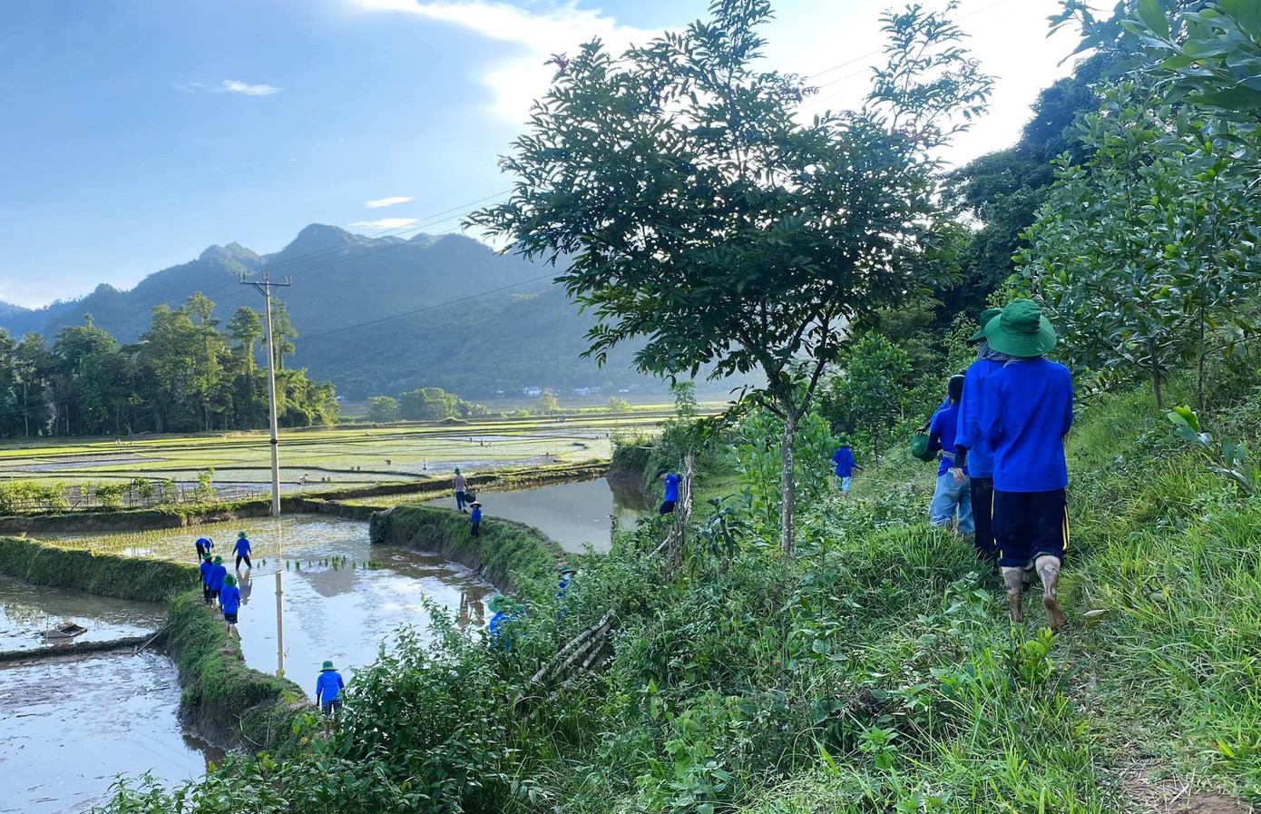 Để tránh nắng, từ 6h sáng, các đoàn viên thanh niên đã nhổ mạ rồi ra đồng để cấy lúa.