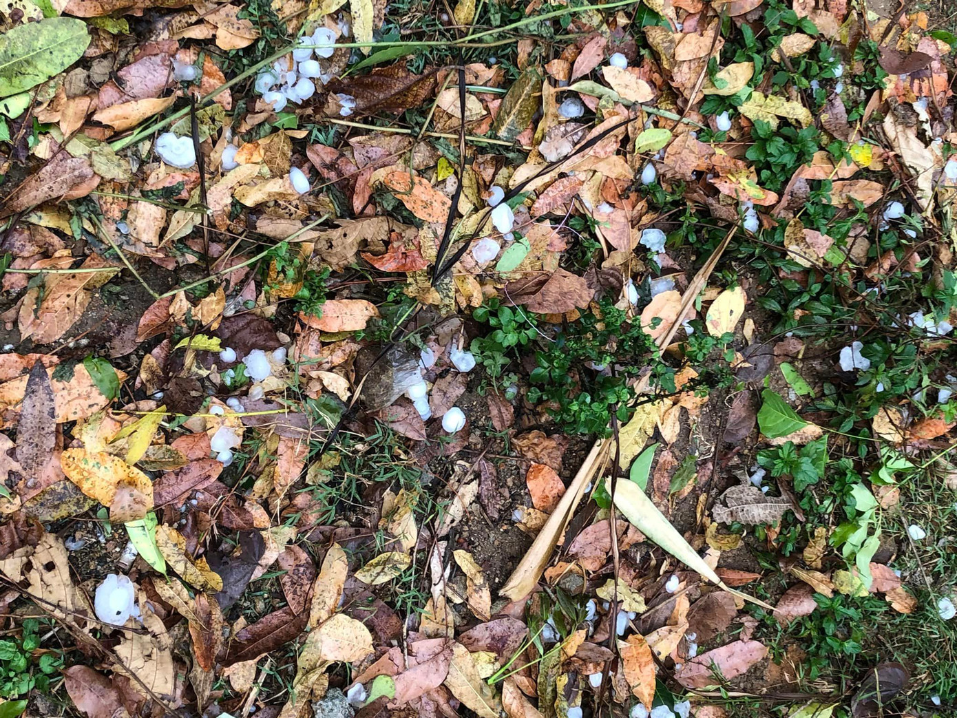 Những viên đá lớn nằm rải rác trên mặt đất sau mưa. Những viên đá lớn nằm rải rác trên mặt đất sau mưa.