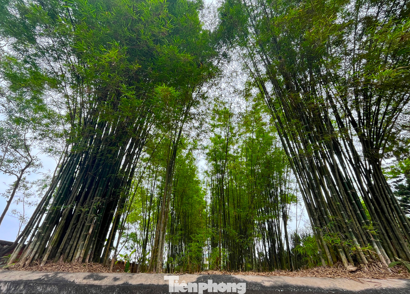 Kế bên quần thể khu nhà thờ và mộ Hồ Phi Tích là vườn trúc rộng hàng trăm mét vuông. Cạnh đó là cụm bia tưởng niệm nữ sĩ Hồ Xuân Hương, lăng mộ nhà cách mạng Hồ Tùng Mậu và bia tưởng niệm anh hùng lực lượng vũ trang Cù Chính Lan.