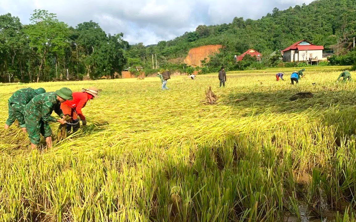 Hai ngày qua, các cán bộ chiến sĩ Đồn Biên phòng Nhôn Mai (Bộ đội Biên phòng Nghệ An) đã xuống đồng giúp người dân ở xã Nhôn Mai (huyện Tương Dương) thu hoạch lúa sau khi trận lũ quét qua. Hai ngày qua, các cán bộ chiến sĩ Đồn Biên phòng Nhôn Mai (Bộ đội Biên phòng Nghệ An) đã xuống đồng giúp người dân ở xã Nhôn Mai (huyện Tương Dương) thu hoạch lúa sau khi trận lũ quét qua.