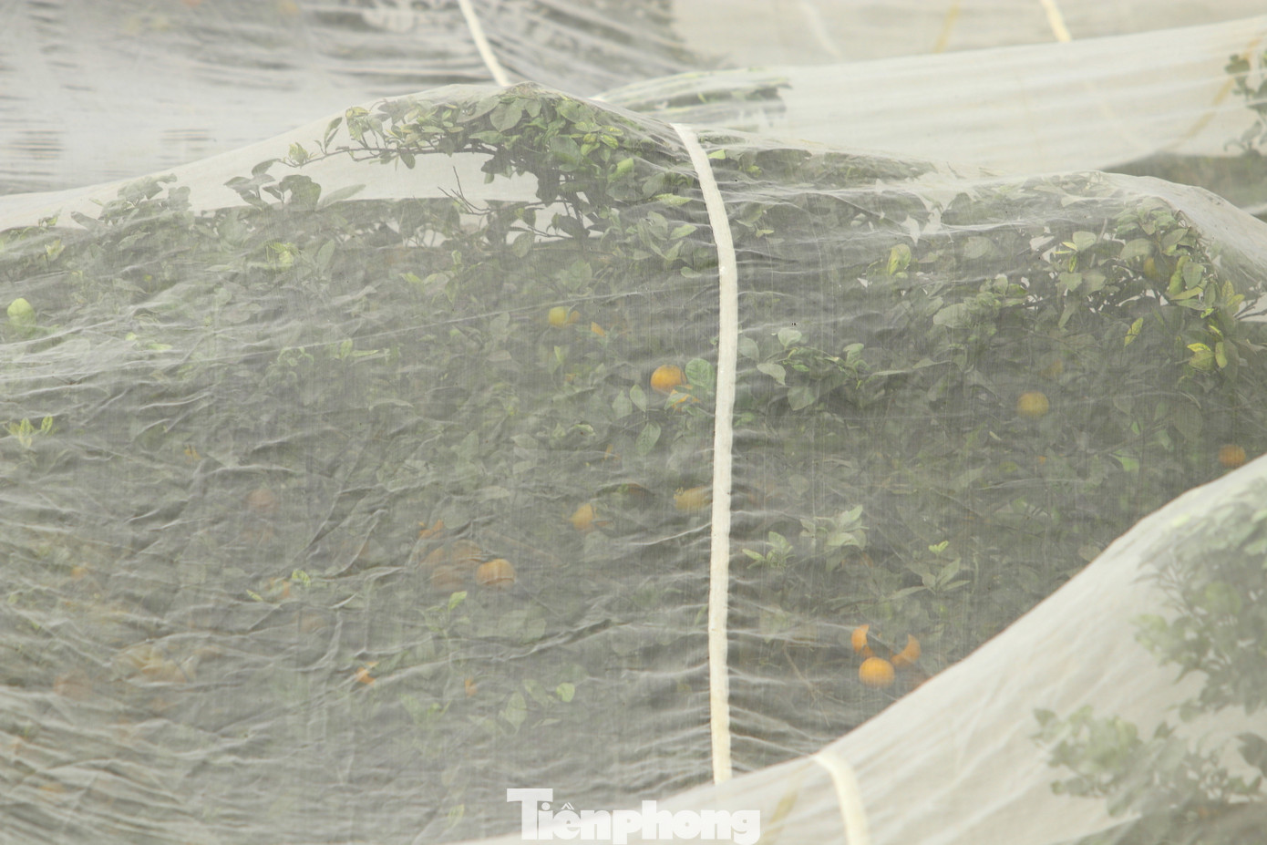 Những cây cam được bọc kín trong lớp màn lưới khổng lồ. Thông thường mỗi khi cam bắt đầu chín thì anh Hiếu thuê nhân công phủ lưới lên vườn. Đến khi cam thu hoạch xong thì thu lưới về bảo quản. Sau 3 năm sử dụng, lớp màn lưới có nhiều điểm thủng nên anh Hiếu phải thường xuyên kiểm tra để vá lại kịp thời, tránh sâu bọ và ruồi chui vào tấn công. Những cây cam được bọc kín trong lớp màn lưới khổng lồ. Thông thường mỗi khi cam bắt đầu chín thì anh Hiếu thuê nhân công phủ lưới lên vườn. Đến khi cam thu hoạch xong thì thu lưới về bảo quản. Sau 3 năm sử dụng, lớp màn lưới có nhiều điểm thủng nên anh Hiếu phải thường xuyên kiểm tra để vá lại kịp thời, tránh sâu bọ và ruồi chui vào tấn công.