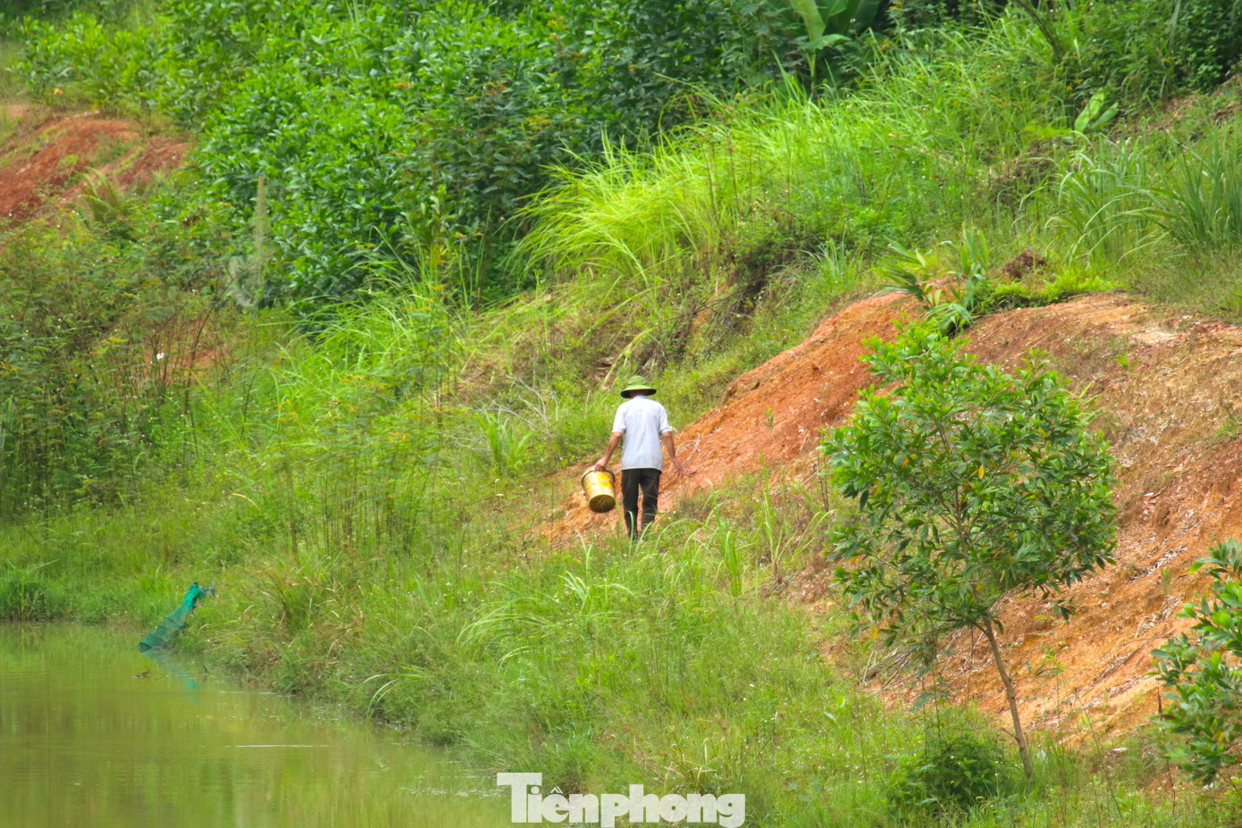 Lòng kênh nước cạn, người dân đi bộ ngay bên dưới để chăn nuôi gia cầm và nuôi cá.