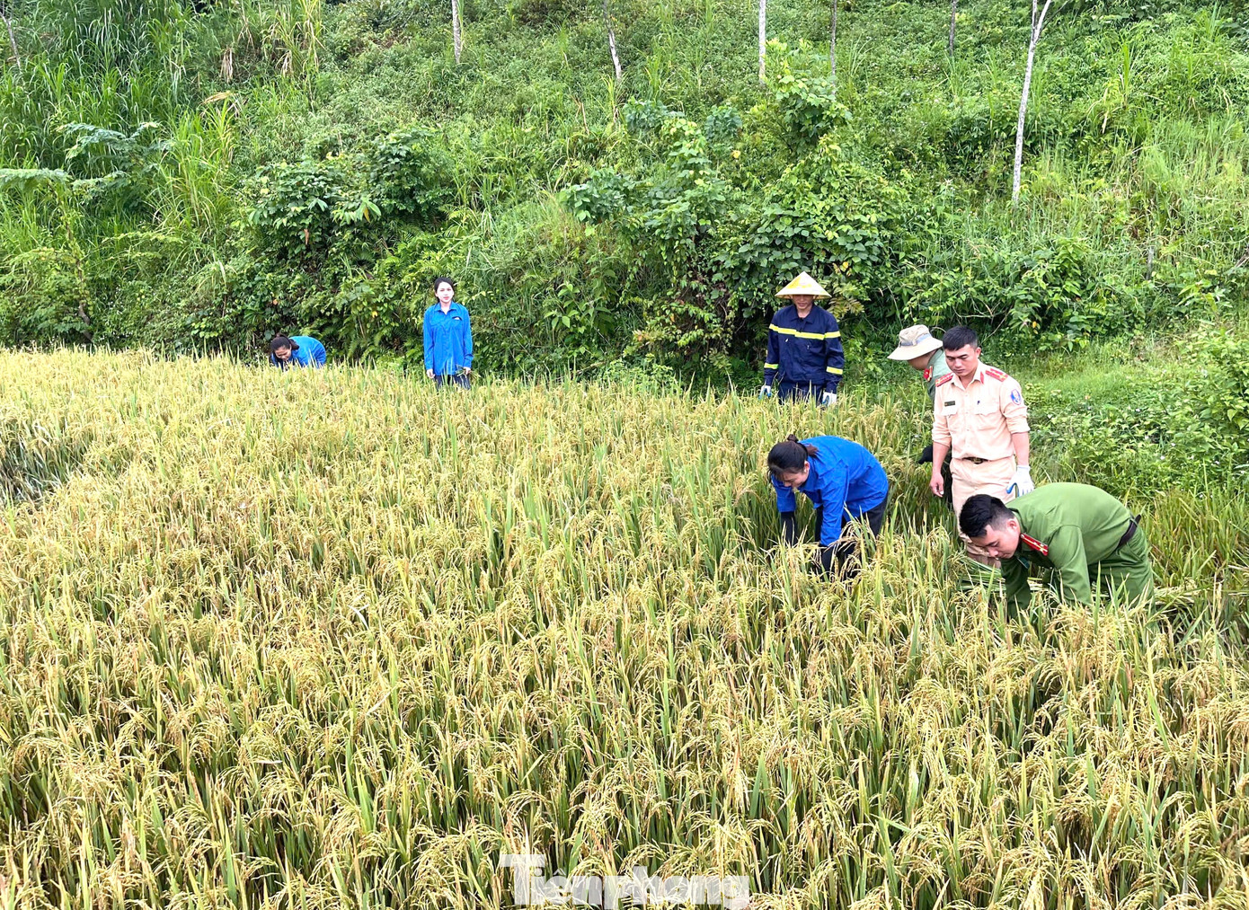 Ngày 6/9, Đoàn xã Chi Khê (huyện Con Cuông, Nghệ An) đã phối hợp với Chi đoàn Công an huyện Con Cuông, Chi đoàn Đội CC&CNCH số 6, Đoàn cơ sở Phòng PC07 xuống đồng gặt lúa giúp người dân "chạy" bão số 3. Ngày 6/9, Đoàn xã Chi Khê (huyện Con Cuông, Nghệ An) đã phối hợp với Chi đoàn Công an huyện Con Cuông, Chi đoàn Đội CC&CNCH số 6, Đoàn cơ sở Phòng PC07 xuống đồng gặt lúa giúp người dân "chạy" bão số 3.