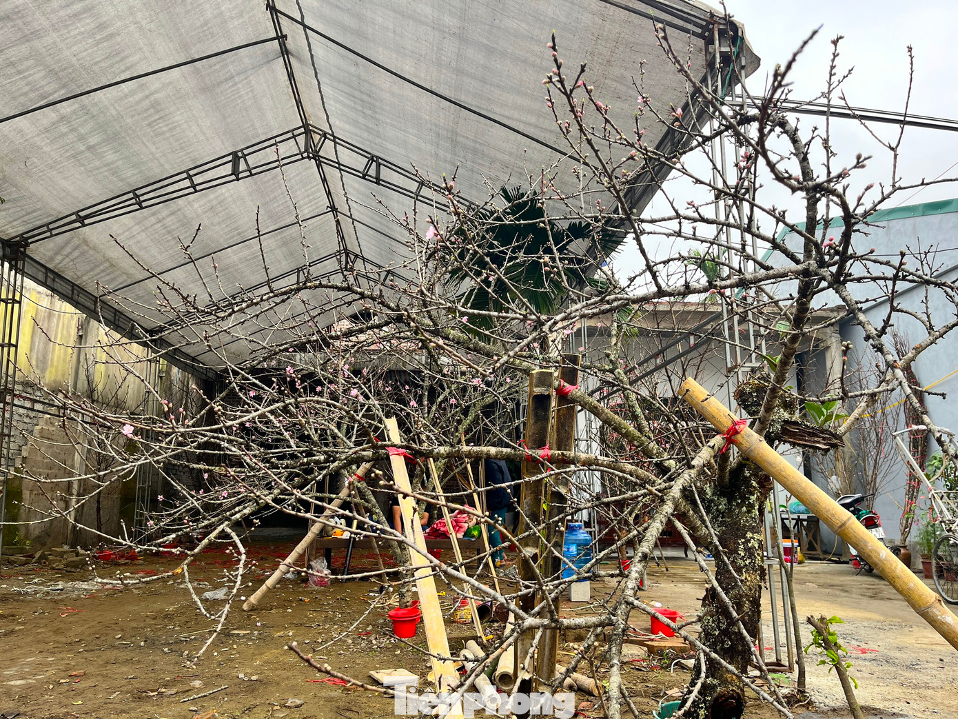 Trung bình mỗi cành đào đá có giá từ vài triệu đến vài chục triệu đồng tùy vào độ lớn, búp hoa, thế cây, tỷ lệ sần sùi, rêu mốc. Đặc biệt có những cành đào đá thế đẹp, hoa nhiều được bán giá lên tới cả trăm triệu đồng.