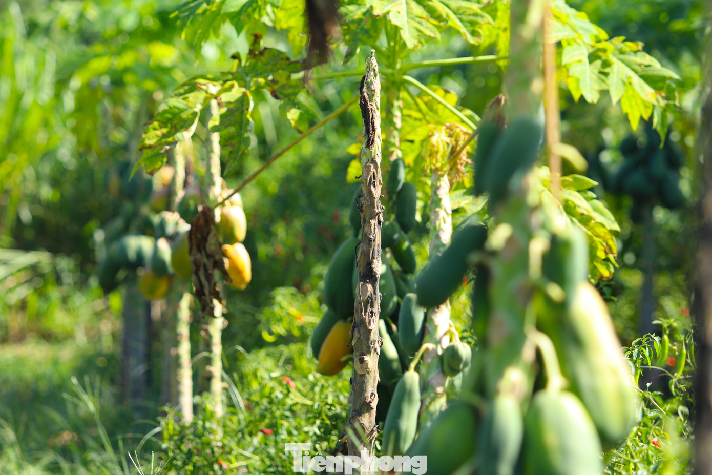 Hiện trong vườn còn hơn 130 tấn quả xanh chờ chín để bán.