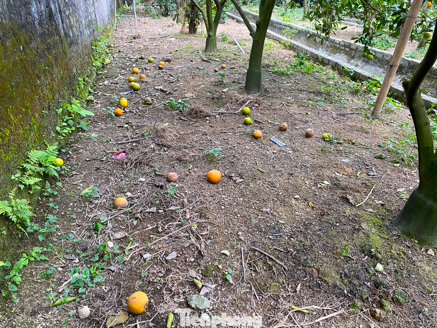 Chỉ một thời gian ngắn sau, những quả cam này sẽ rụng hàng loạt.