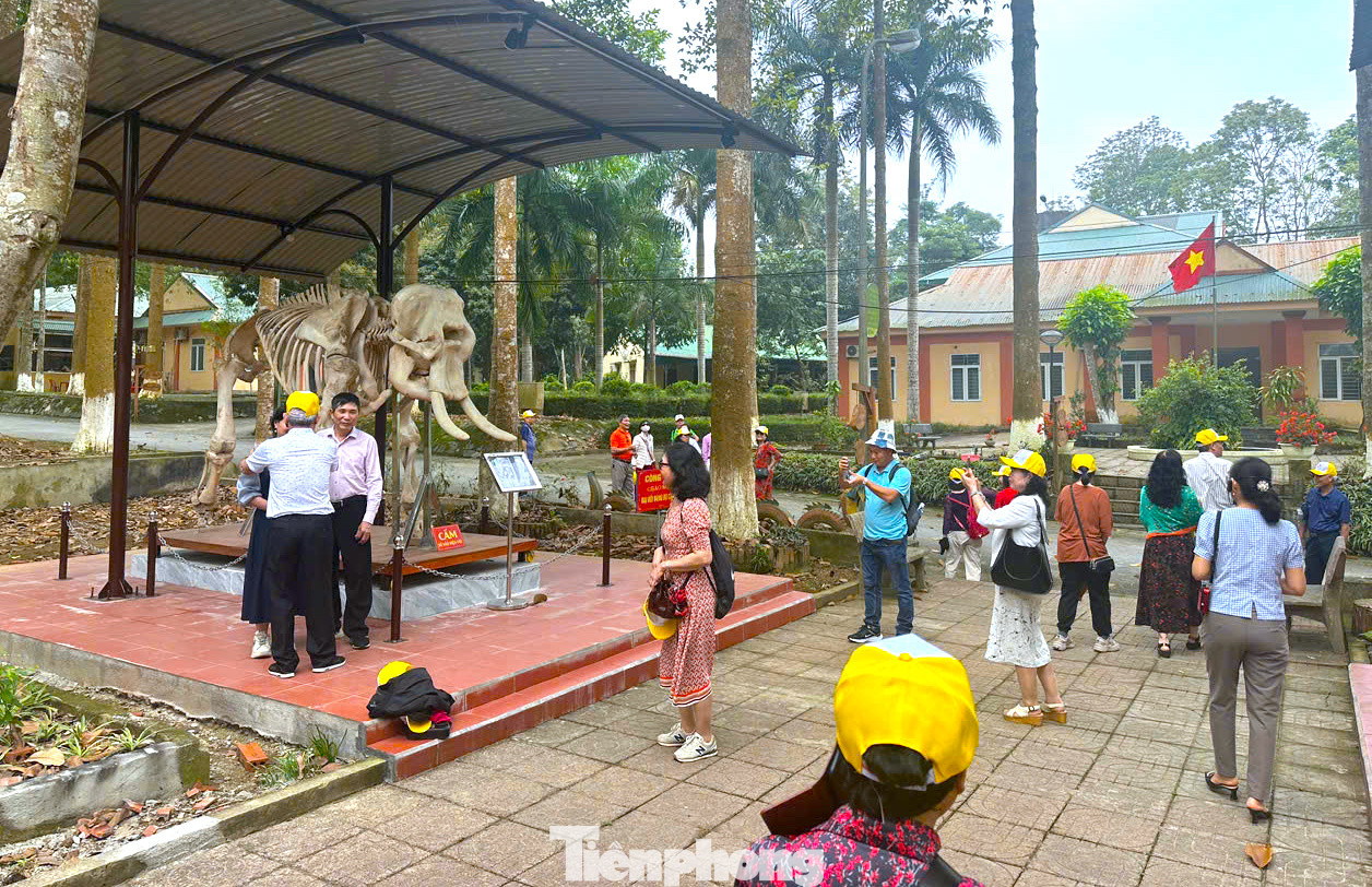 2 bộ xương voi độc đáo tại Vườn quốc gia Pù Mát đã thu hút đông đảo du khách, người dân đến xem và chiêm ngưỡng. 2 bộ xương voi độc đáo tại Vườn quốc gia Pù Mát đã thu hút đông đảo du khách, người dân đến xem và chiêm ngưỡng.