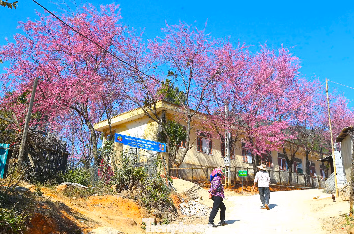 Những ngày cận Tết Nguyên đán, trường Phổ thông dân tộc bán trú (PTDTBT) Tiểu học Mường Típ 1, điểm trường Phà Nọi (xã Mường Típ, huyện Kỳ Sơn, Nghệ An) lại rực rỡ bởi một màu hồng của loài hoa anh đào.