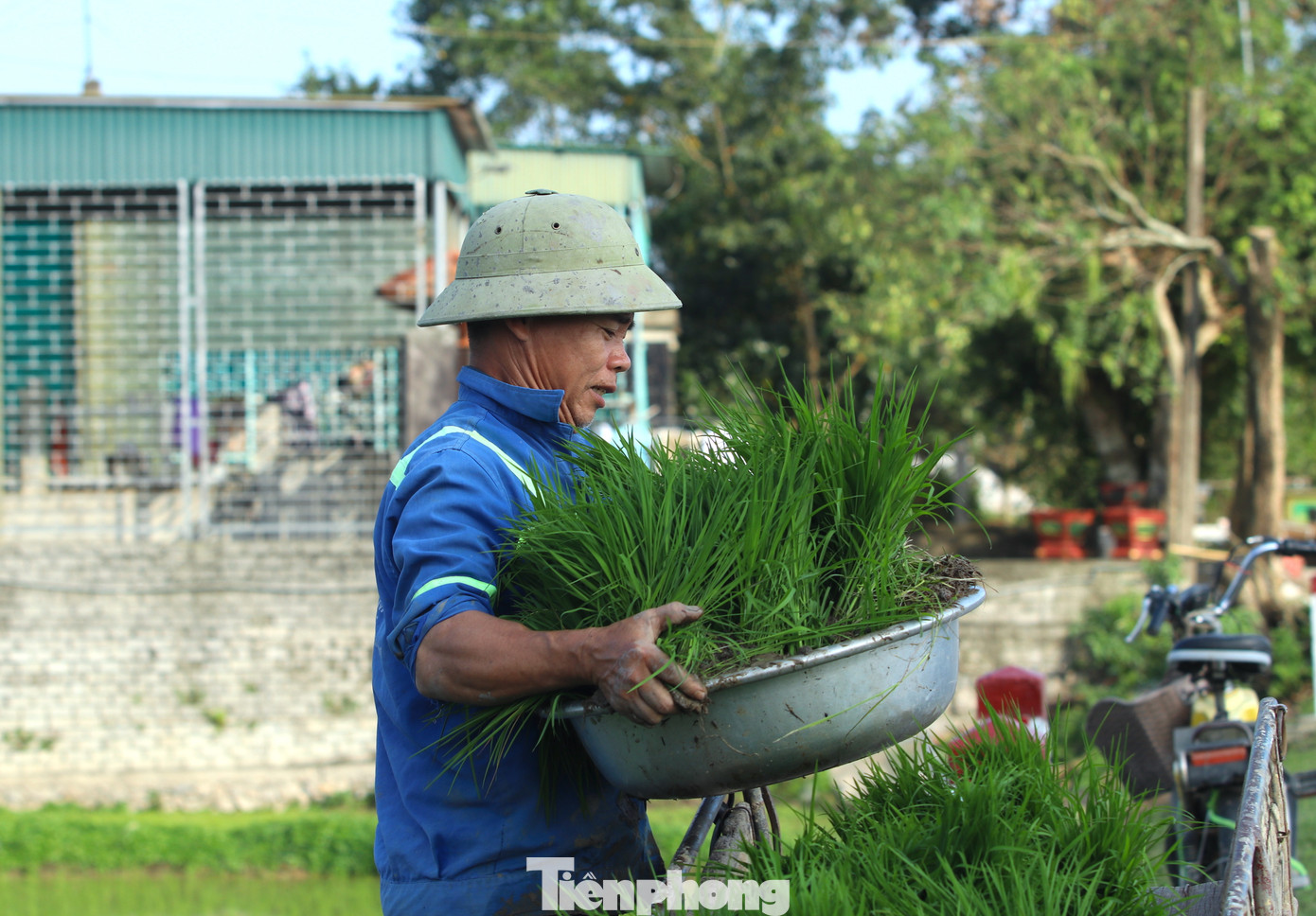 Những khu vực xa được các chủ nhà dùng xe kéo đưa mạ đến ruộng để cấy.