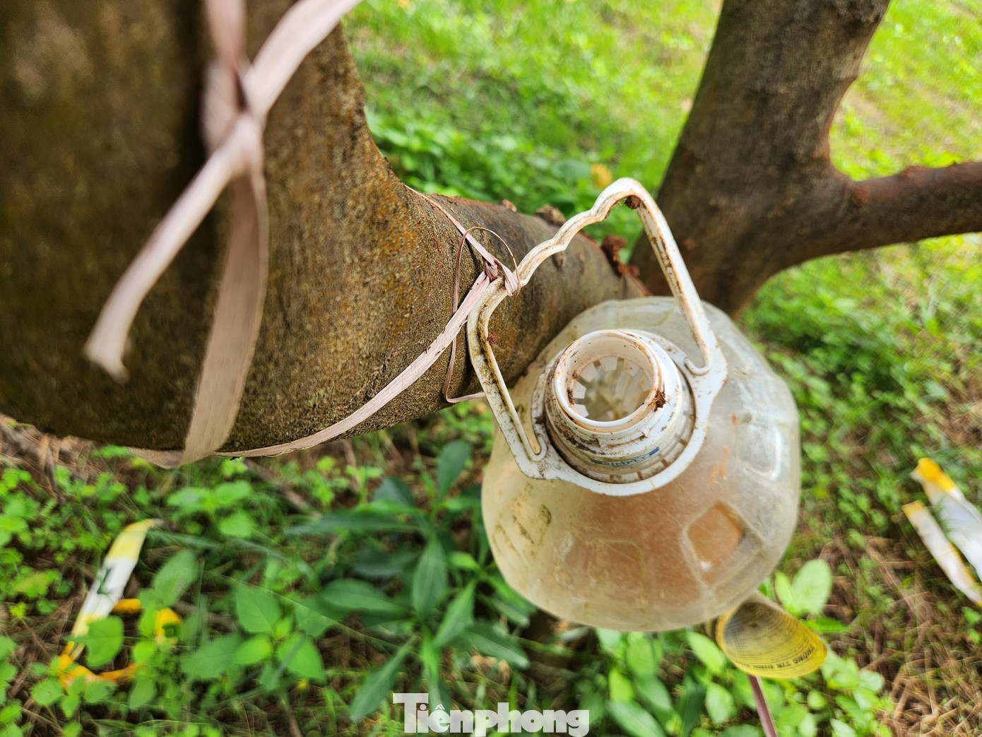 Loại thứ 2, ông Biên chế ra loại nước để treo lên các gốc cây cam xua đuổi ruồi vàng. "Ruồi vàng là kẻ thù của cam. Nó thường đến chích vào các loại hoa quả có mùi thơm. Cam có mùi thơm nên ruồi sẽ đến chích. Cứ quả nào bị chích thì sẽ hỏng và rụng. Tôi tìm hiểu và biết được ruồi vàng nghe mùi thơm nên đến, chỗ nào có mùi hôi sẽ không đến. Chính vì thế tôi tạo ra mùi hôi treo lên cây để xua đuổi ruồi vàng", ông Biên cho biết.