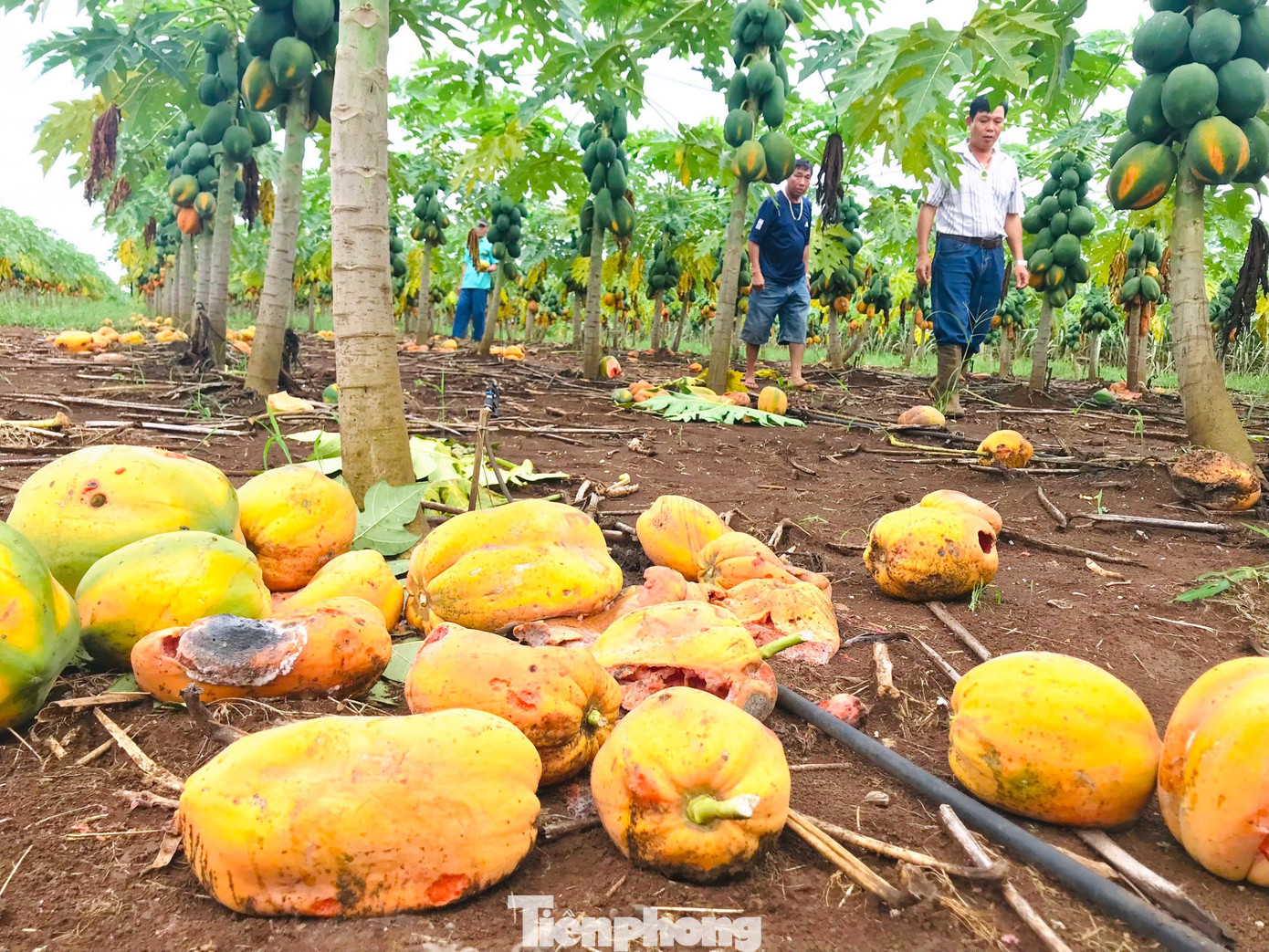 Đu đủ chín thối rữa đầy vườn.