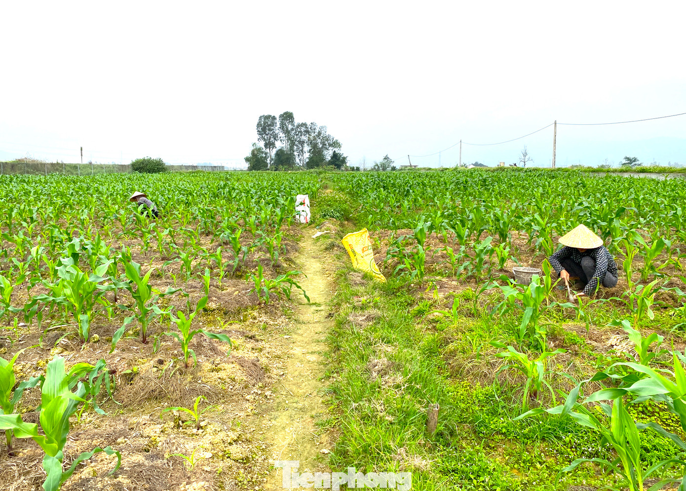 Năm nay, gia đình bà Hoàng Thị Nhâm trồng hơn 4 sào hành tăm. Điều kiện thời tiết tốt nên hành cho củ to, nhiều và đẹp. Những ngày đầu vụ, hành được các thương lái thu mua ở mức 60 nghìn đồng/1kg. Tuy nhiên chỉ được thời gian ngắn, hành tăm vào vụ chính, các hộ dân đồng loạt thu hoạch thì giá bắt đầu “rơi” từng ngày.