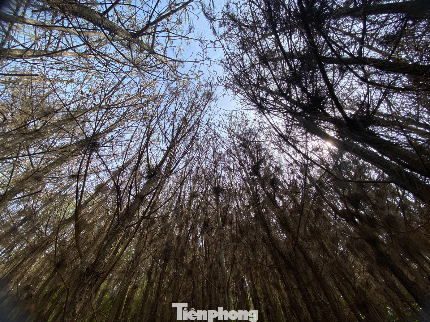 Hiện Ban Quản lý Rừng phòng hộ huyện Nghi Lộc đang theo dõi sát tình hình diễn biến của sâu róm và dự kiến tuần tới sẽ triển khai công tác bắt bướm, diệt trừ nạn sâu róm hoành hành rừng thông trên địa bàn.