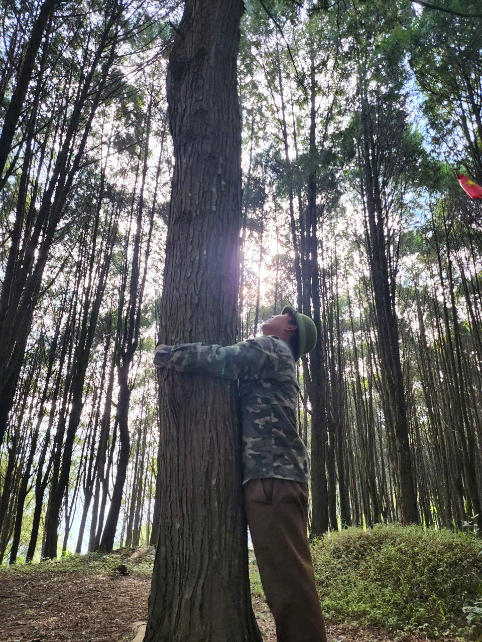 Được chăm sóc, bảo vệ, khu rừng Pơmu, Samu ngày càng phát triển tươi tốt.