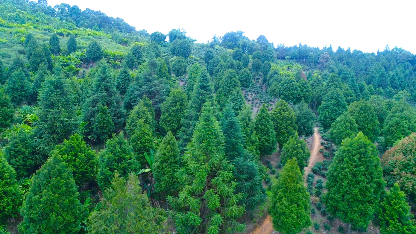 Rừng cây xanh tốt, trở thành điểm đến hấp dẫn cho du khách trong và ngoài huyện vui chơi. (Ảnh: Hữu Hoàng).