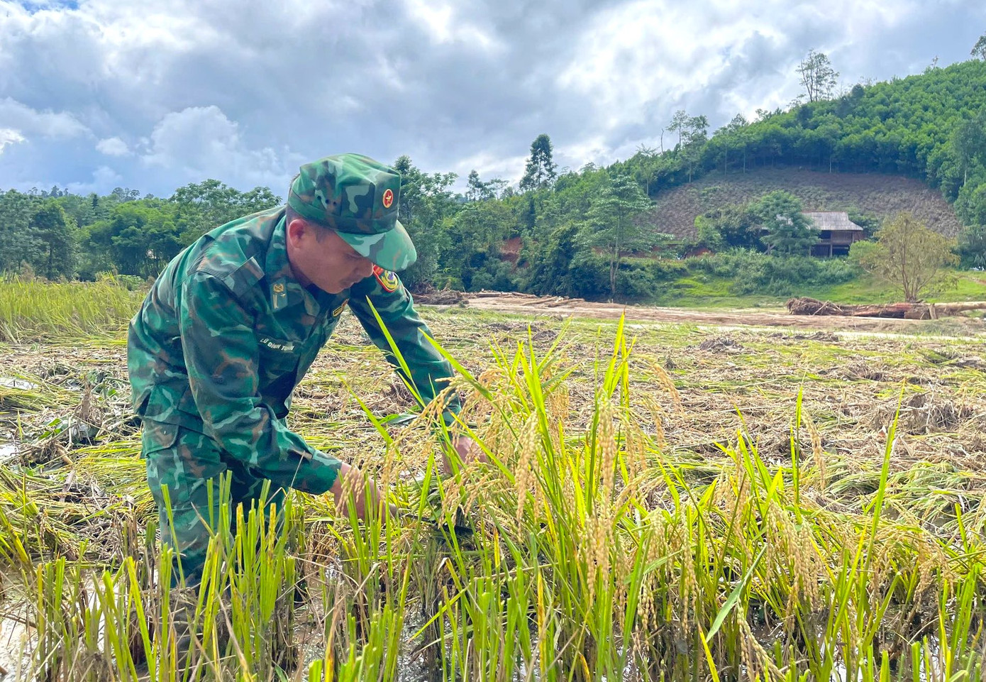 Một số diện tích may mắn không bị lũ cuốn trôi được các cán bộ chiến sĩ Đồn Biên phòng thu hoạch. Một số diện tích may mắn không bị lũ cuốn trôi được các cán bộ chiến sĩ Đồn Biên phòng thu hoạch.